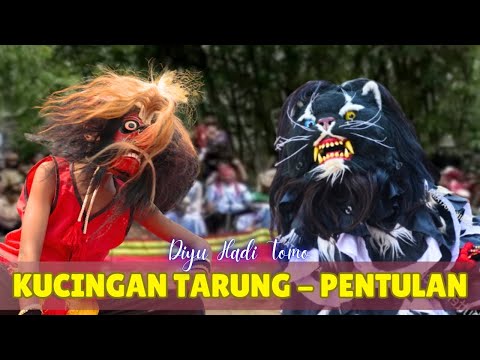 Kucingan Tarung vs Pentulan (Official Music Video)